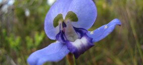 blue disa