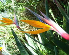 strelitzia