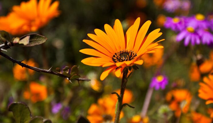 Daisies