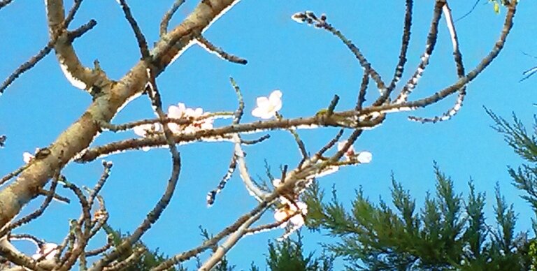 Almond Tree