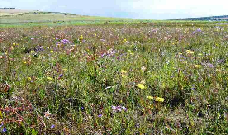 TINIE VERSFELD WILD FLOWER RESERVE