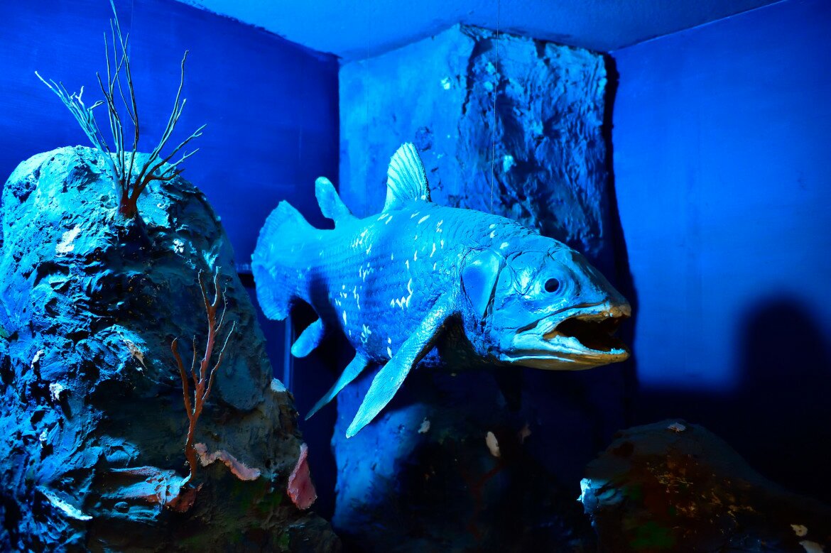 A coelacanth model “swims” in its sea cave diorama in the East London Museum