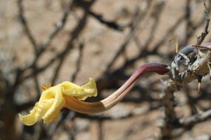 flower of namibian sesame bush