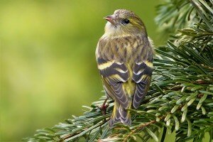 The Cape canary is a welcome visitor in many gardens along the Garden Route