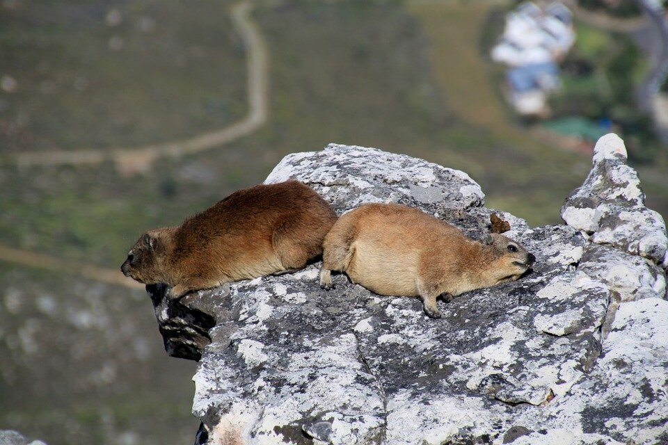 Plump rock hyraxes rest on smooth stones at Cape Town’s Table mountain