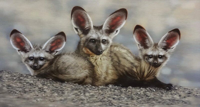 Bat-Eared Fox Family