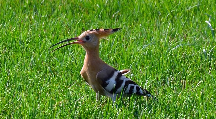 Hoopoes eat burrowing insects