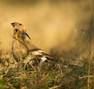 Hoopoes also occur in Eurasia.