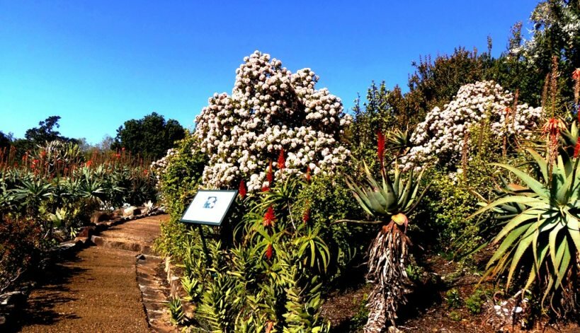 Kirstenbosch Gardens